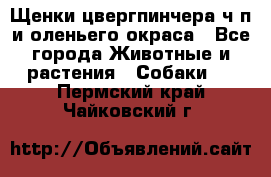 Щенки цвергпинчера ч/п и оленьего окраса - Все города Животные и растения » Собаки   . Пермский край,Чайковский г.